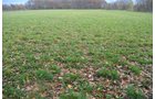 Property photo 45 - 80 Acres & Home - Property Offered in 4 Tracts from 2.3 to 30.0 Acres